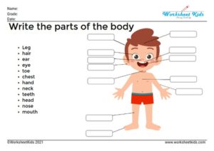 Body parts worksheet and activities for preschoolers and Kindergarten kids