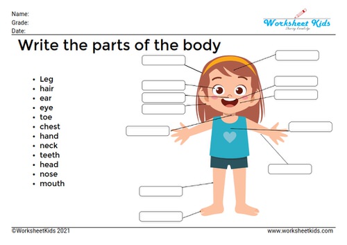 body parts worksheet and activities for preschoolers and kindergarten kids