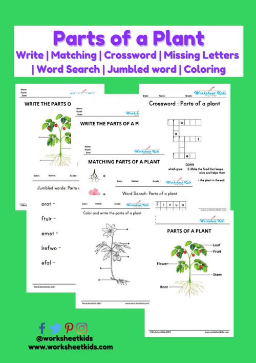 Flower Parts And Their Functions Worksheets Home Alqu