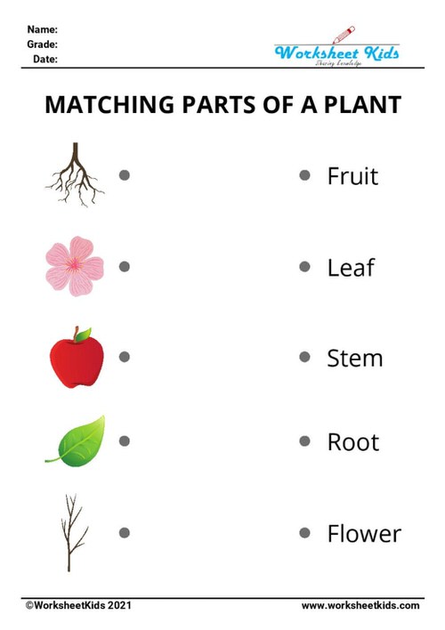 Parts Of Plants Worksheet For Preschool