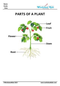 Free Plant Parts & Functions Worksheets: Preschool to 2nd Grade