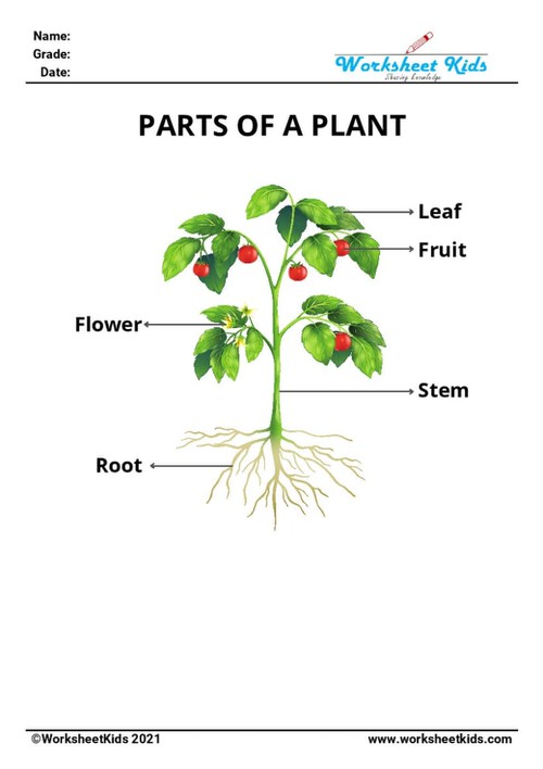 Free Plant Parts & Functions Worksheets: Preschool to 2nd Grade