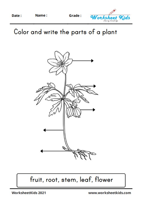 Plant Children S Drawing Images - Free Download on Freepik