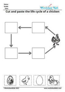 Life Cycle of a Chicken for Kids Worksheet - Printable Activities