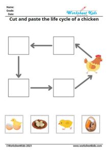 Life Cycle of a Chicken for Kids Worksheet - Printable Activities