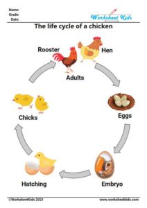 Life Cycle of a Chicken for Kids Worksheet - Printable Activities