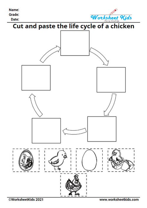 Life Cycle of a Chicken for Kids Worksheet - Printable Activities