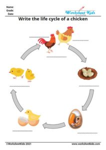 Life Cycle of a Chicken for Kids Worksheet - Printable Activities