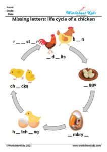 Life Cycle of a Chicken for Kids Worksheet - Printable Activities